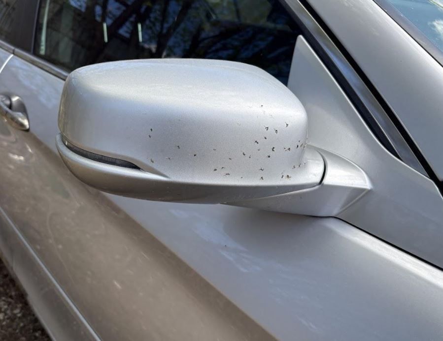 Rétroviseur extérieur droit d'origine (OEM) d'occasion, sans surveillance d'angle mort, compatible avec Honda Accord Berline 2013-2015 (références : 76200T2GA11ZE et 76200T2GA12ZE).
